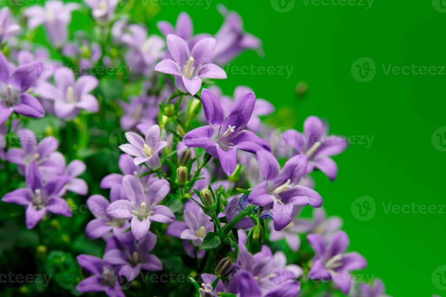 fiore di campanula su verde foto