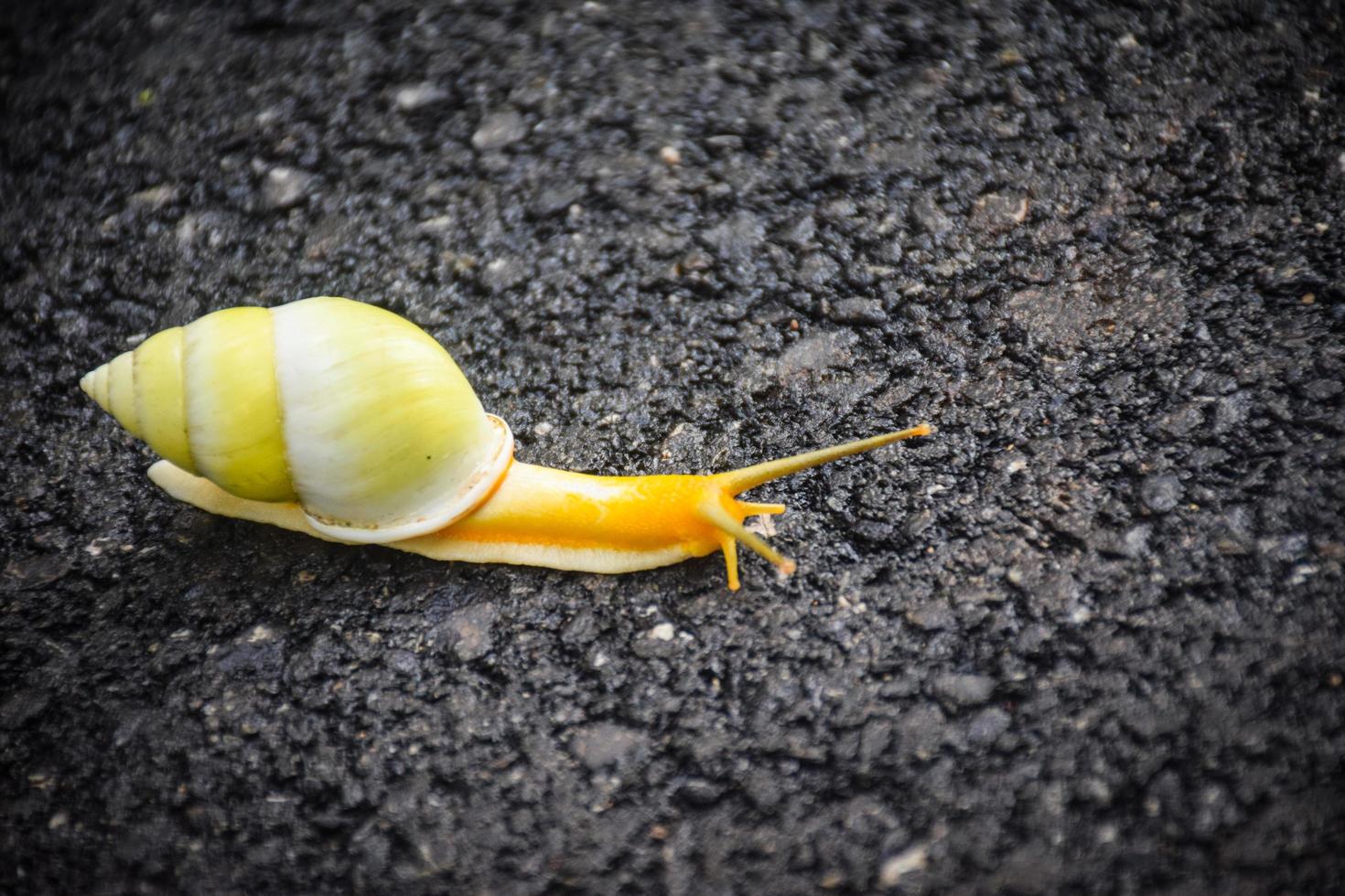 lumaca carina sulla strada foto