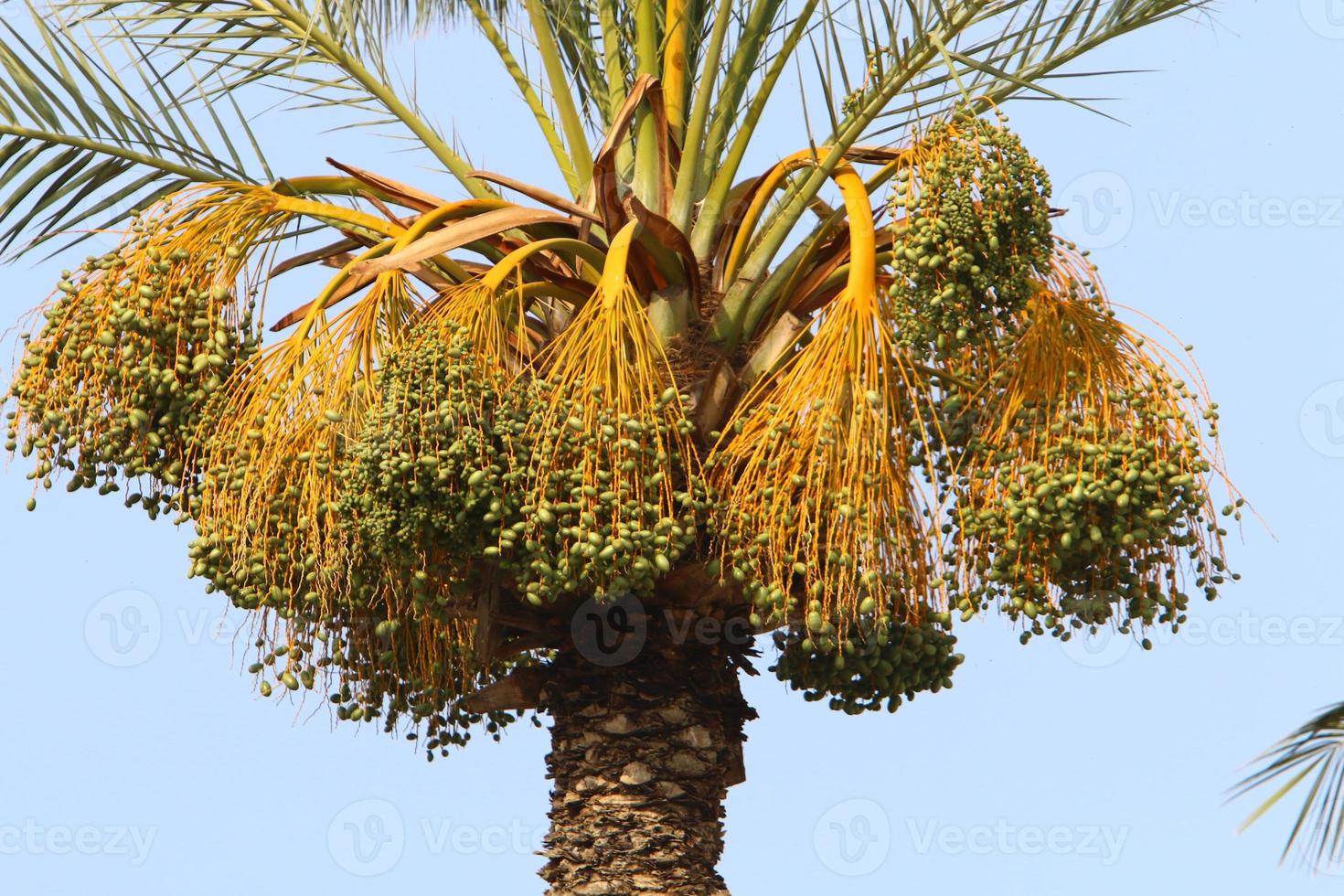 i datteri maturano su un'alta palma foto