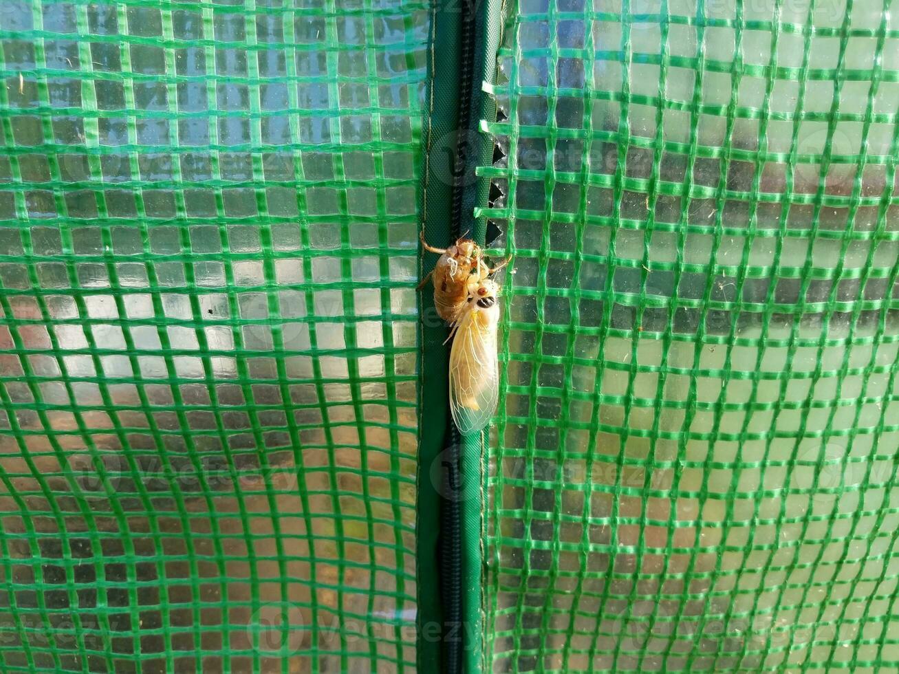 pelle di muta dell'insetto della cicala su plastica verde all'aperto foto