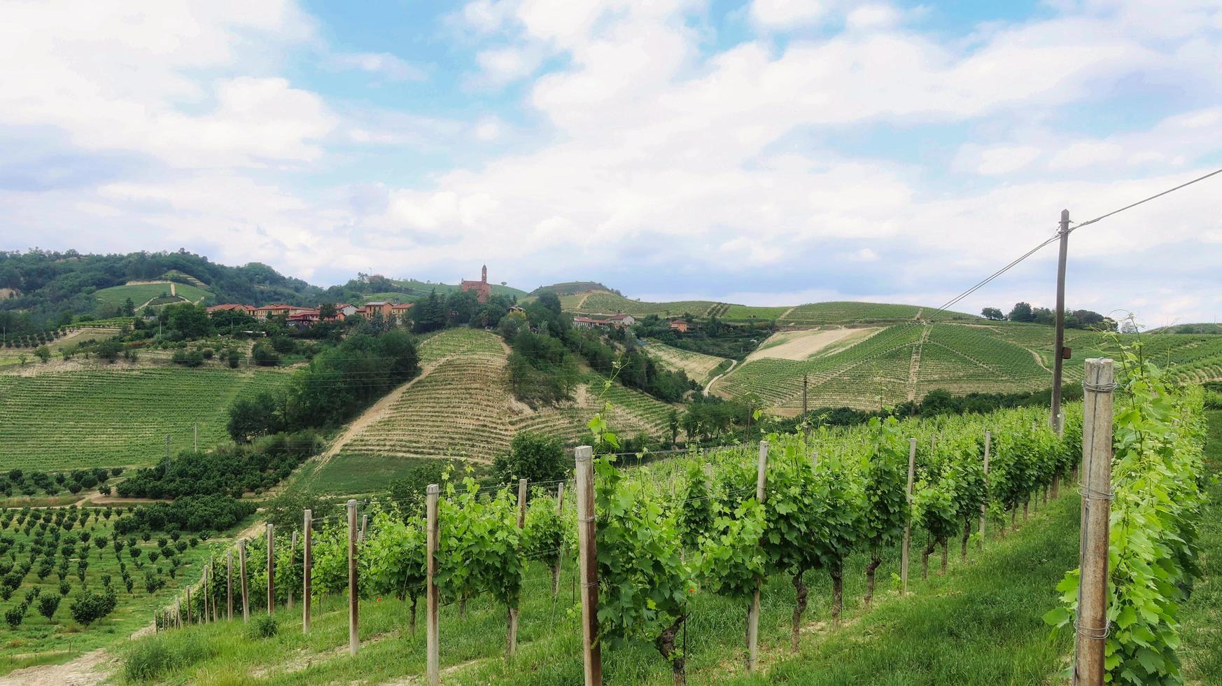 paesaggi di viti e filari d'uva a monta d'alba nelle langhe piemontesi foto