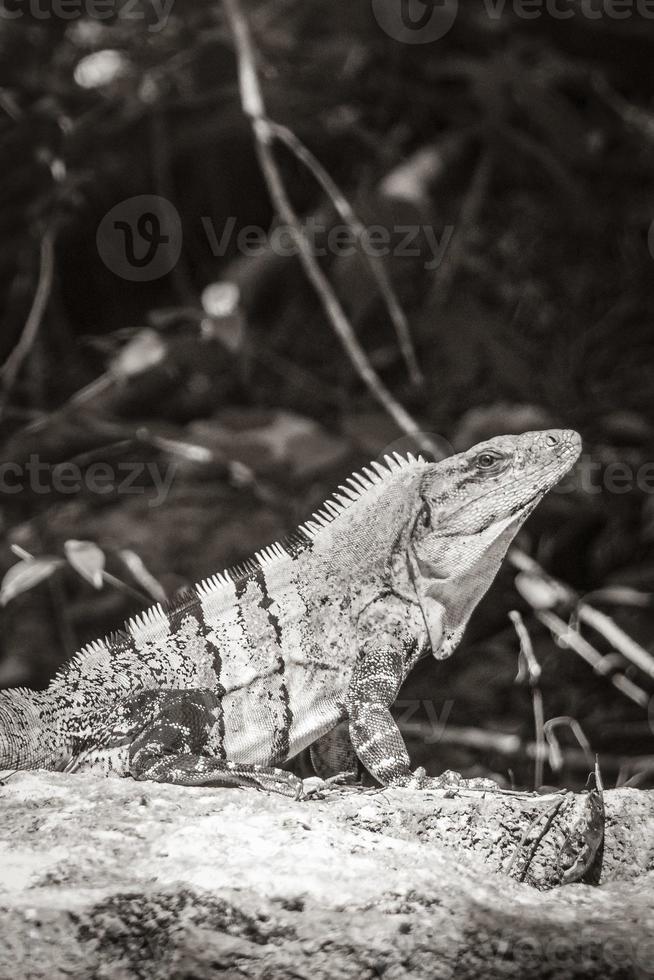 l'iguana messicana si trova su roccia pietra natura foresta del messico. foto