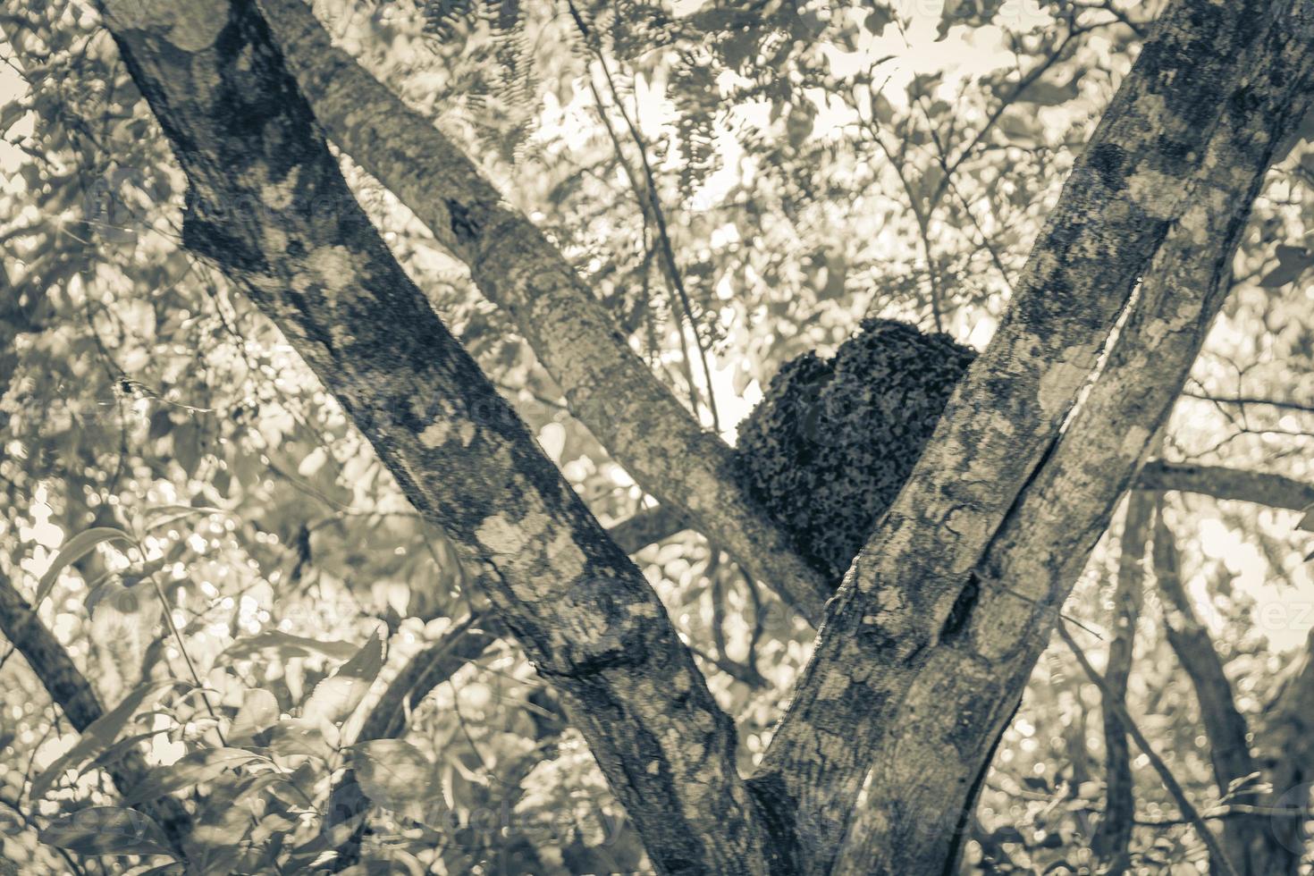 termite sull'albero o sul ramo nella giungla del messico. foto