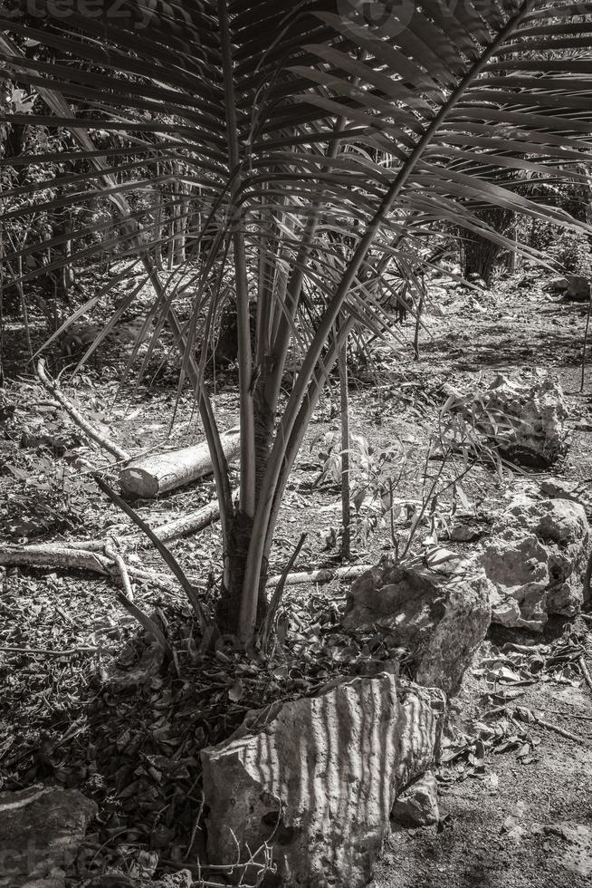 palme tropicali piante giungla naturale puerto aventuras messico. foto