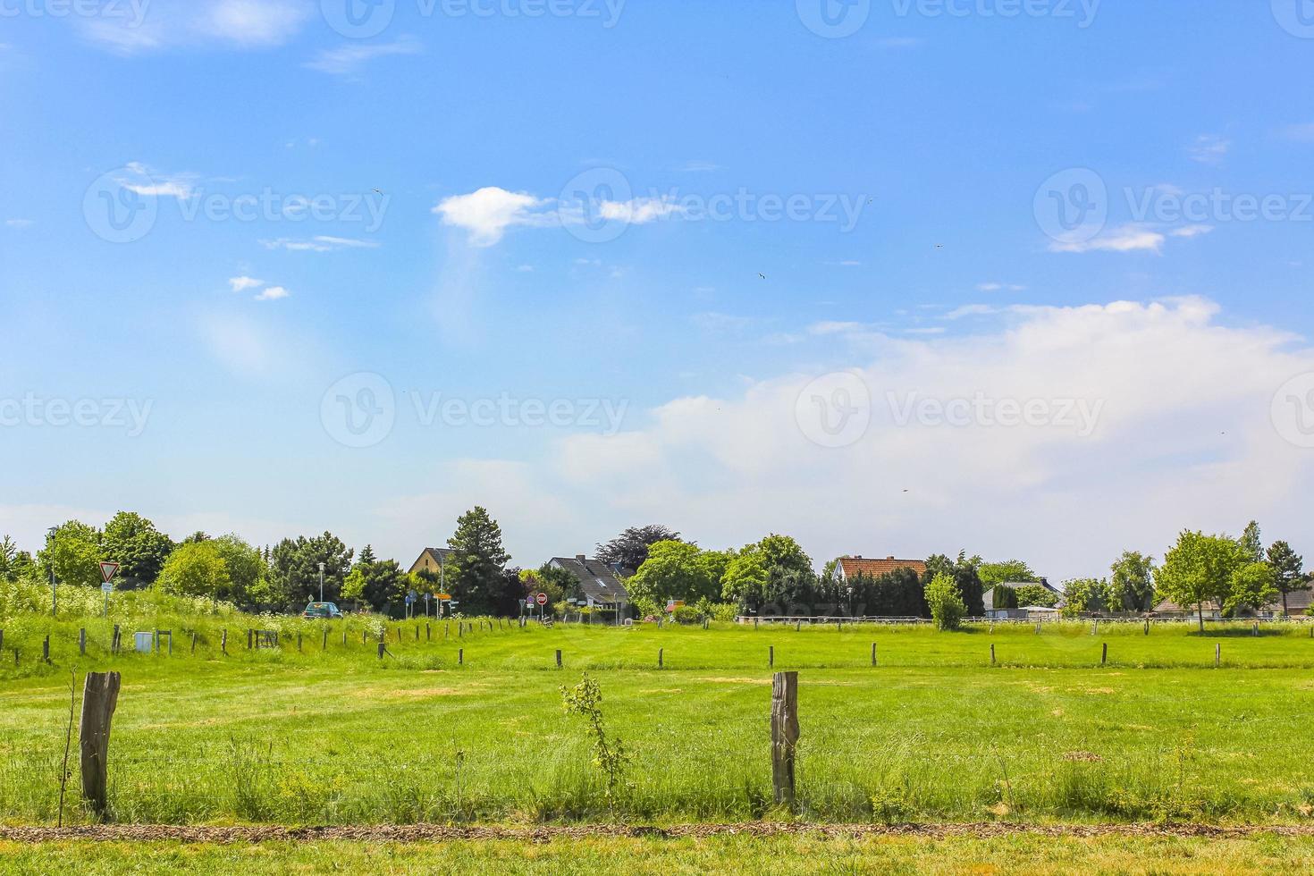 vista panoramica naturale giornata di sole piante verdi alberi foresta germania. foto