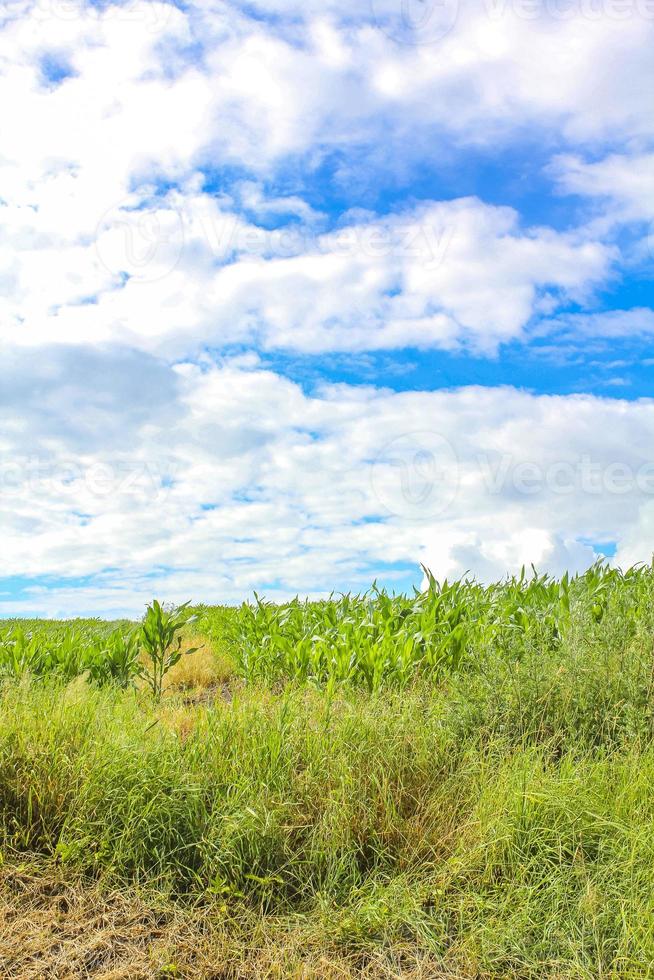 vista panoramica naturale con fattorie piante verdi alberi foresta germania. foto