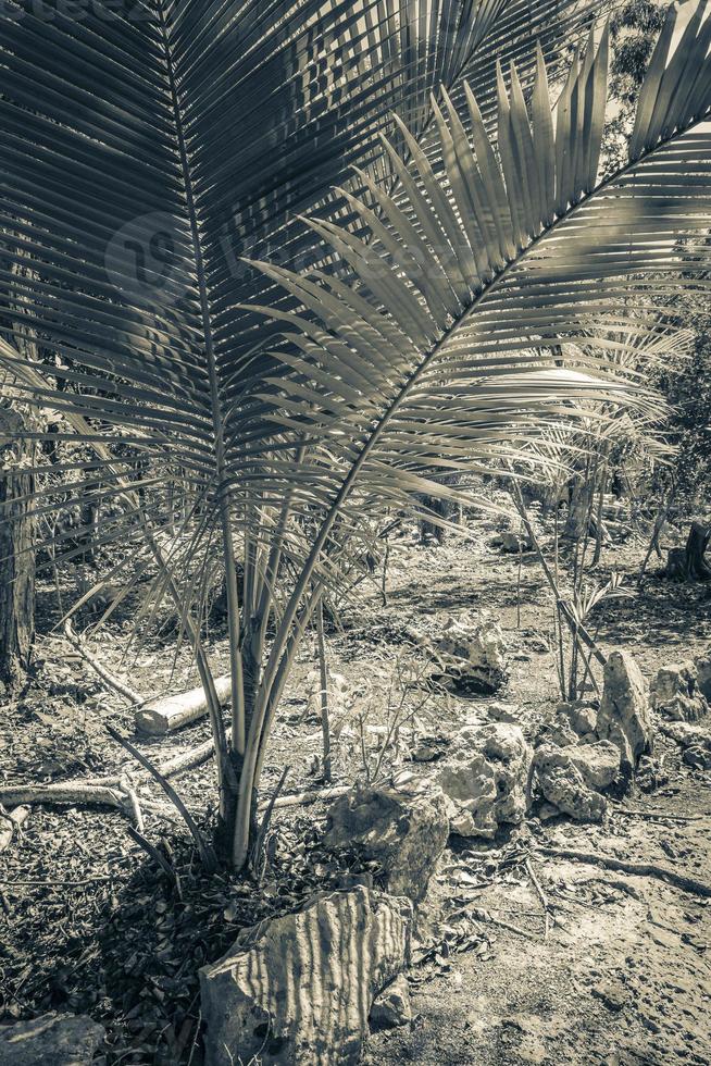 palme tropicali piante giungla naturale puerto aventuras messico. foto