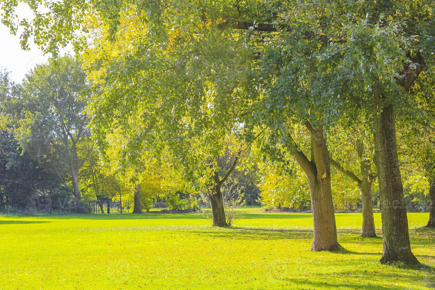 vista panoramica naturale giornata di sole piante verdi alberi foresta germania. foto