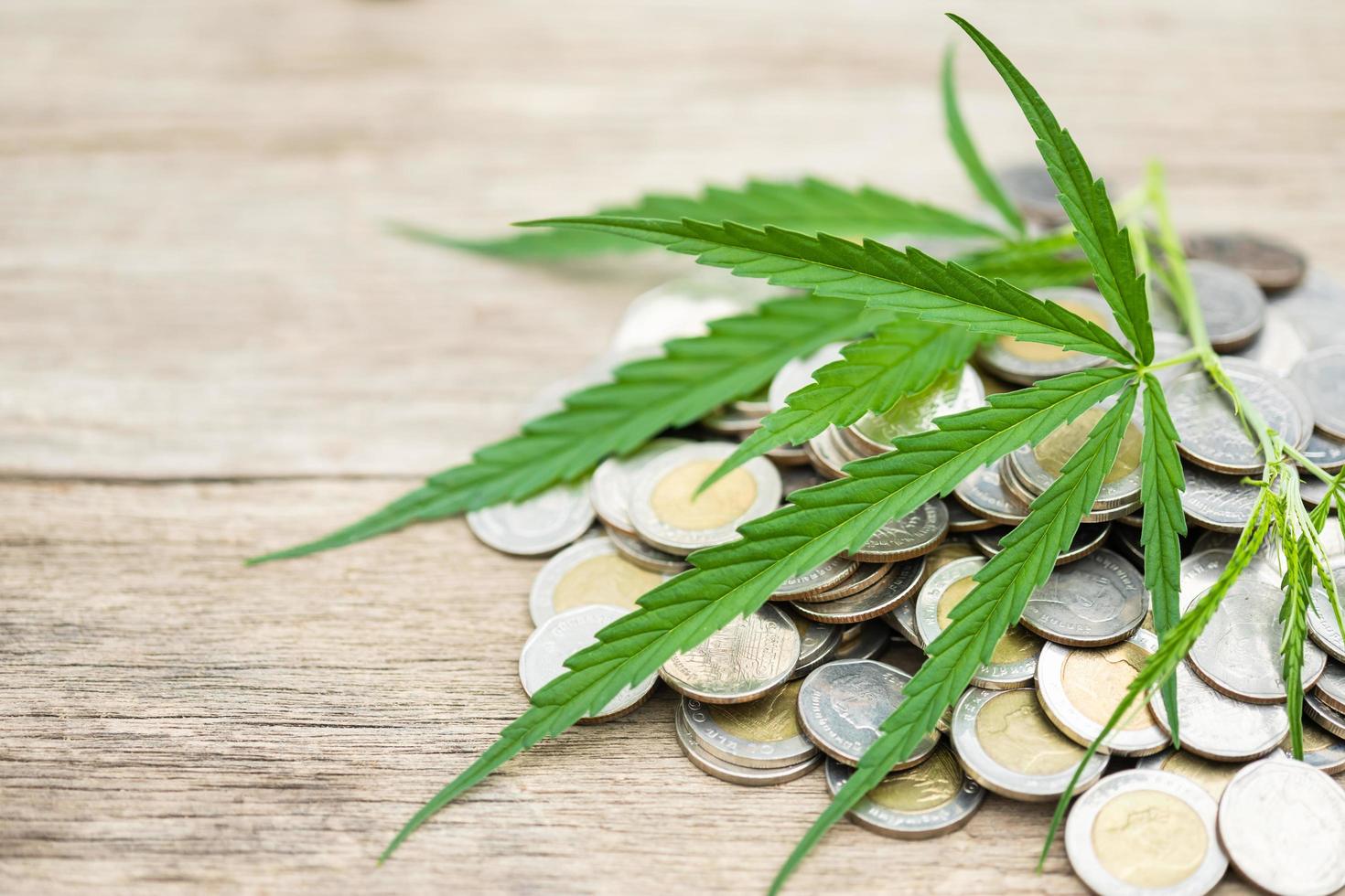 foglia verde fresca di albero di marijuana sul mucchio di monete su tavola di legno sfondo, crescita e concetto di investimento foto