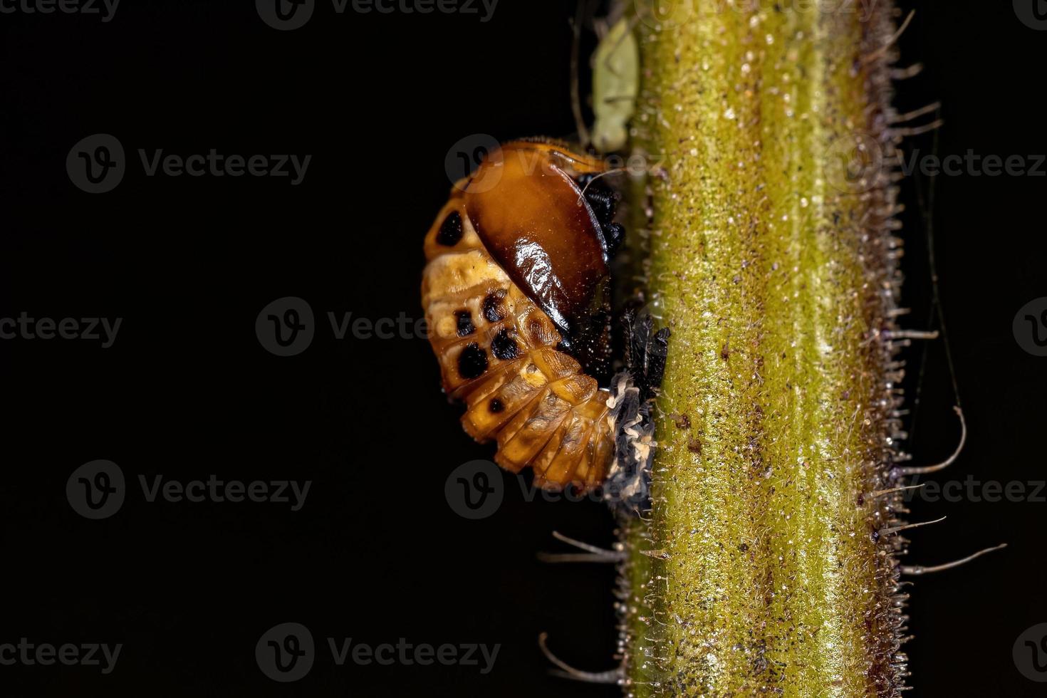 pupa di scarabeo asiatico foto