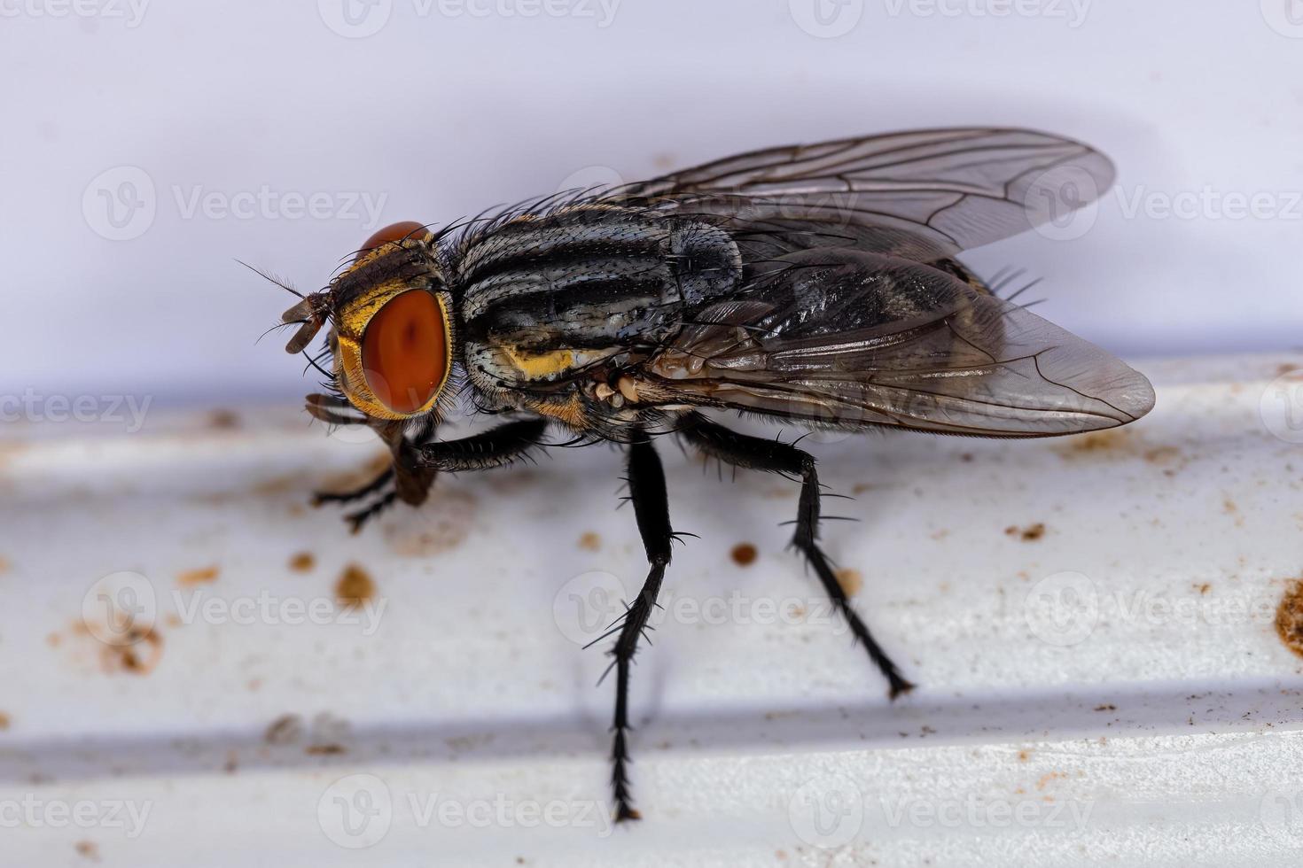 mosca di carne adulta foto