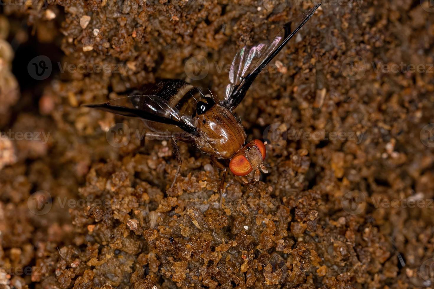 mosca con ali raffigurate per adulti foto