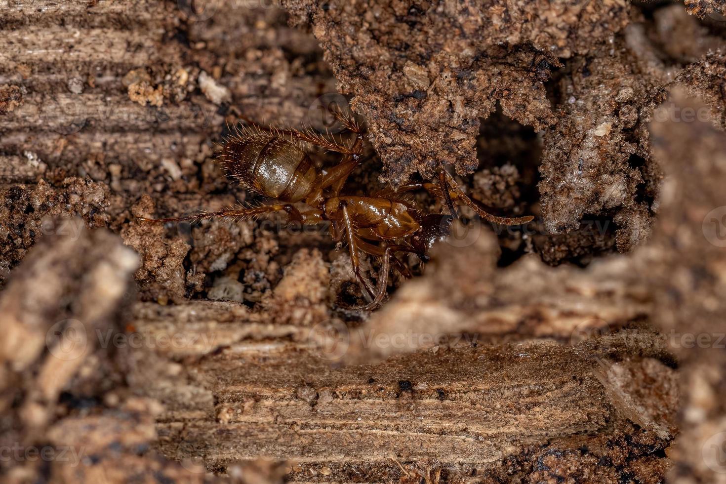 formica carpentiere femmina adulta foto