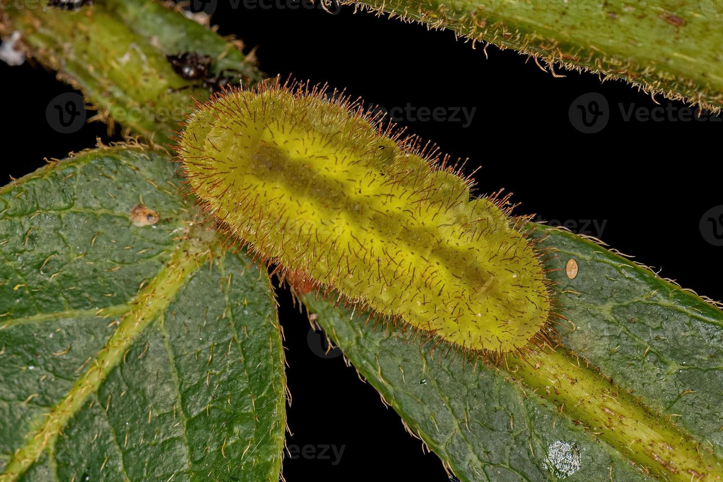 piccolo bruco farfalla verde dalle ali sottilissime foto