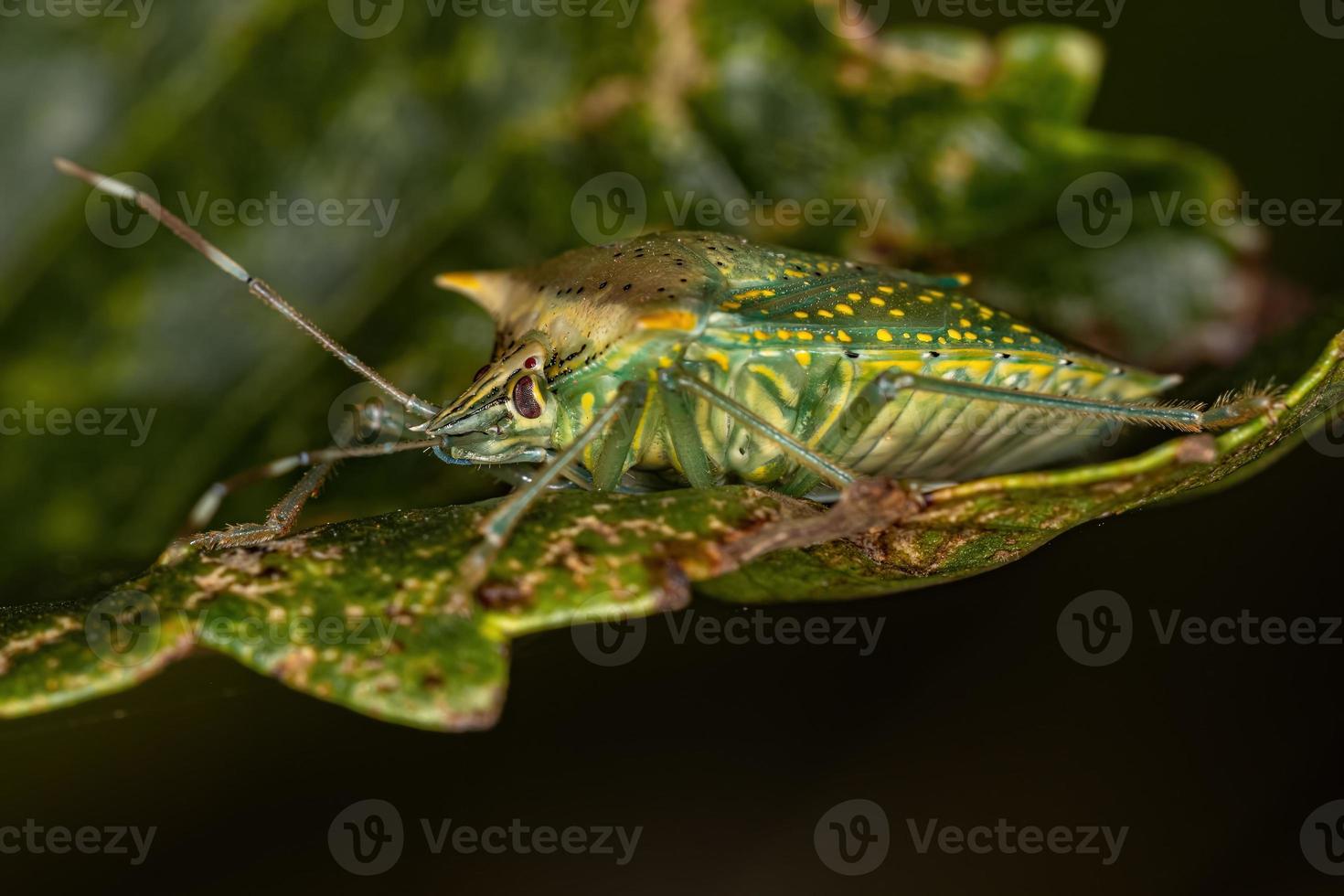 Cimice puzzolente di Arvelius maculato bianco adulto foto