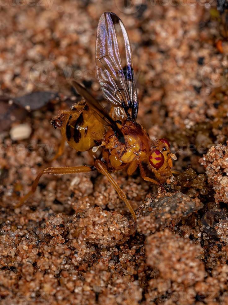 mosca di segnalazione per adulti foto