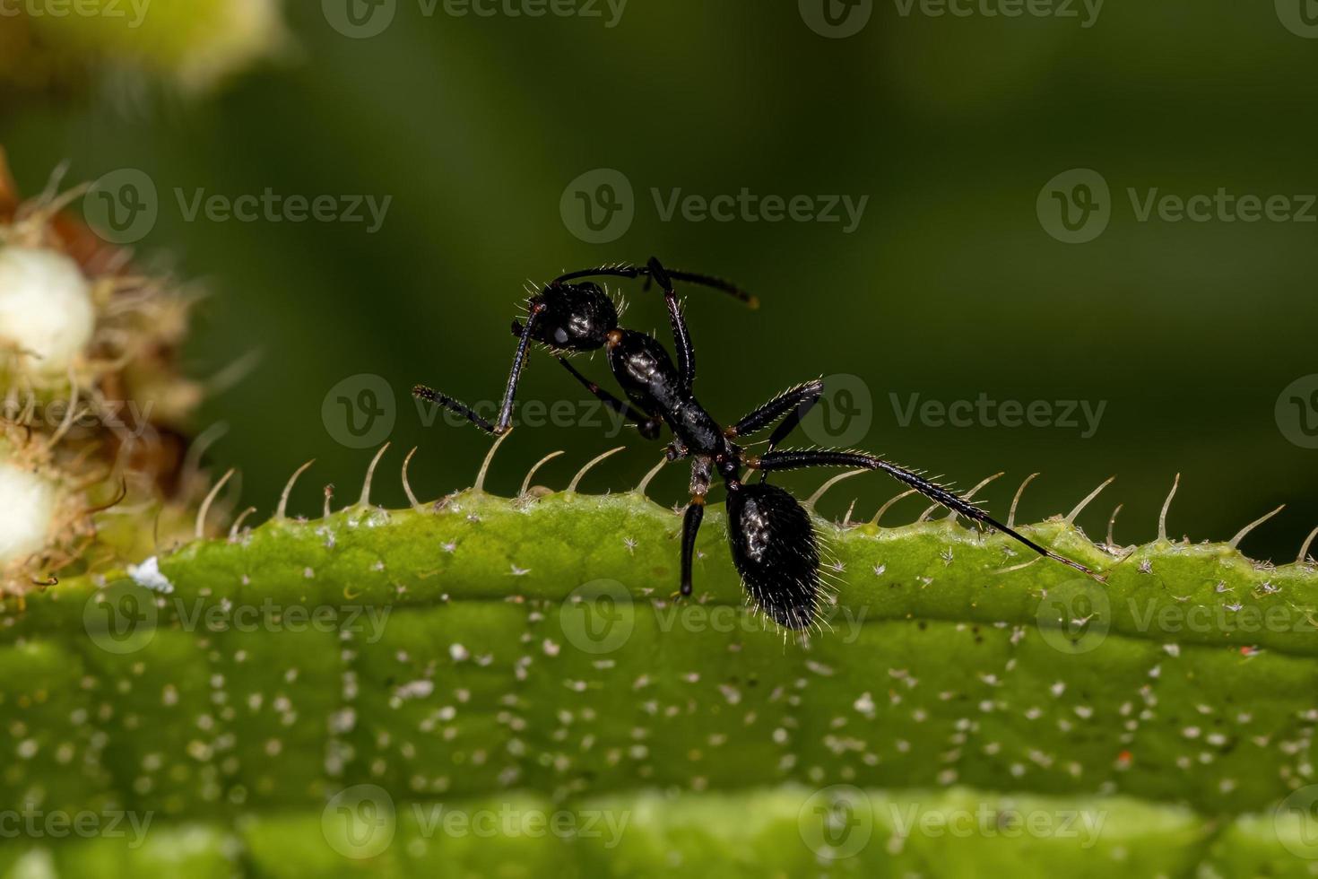 formica carpentiere femmina adulta foto