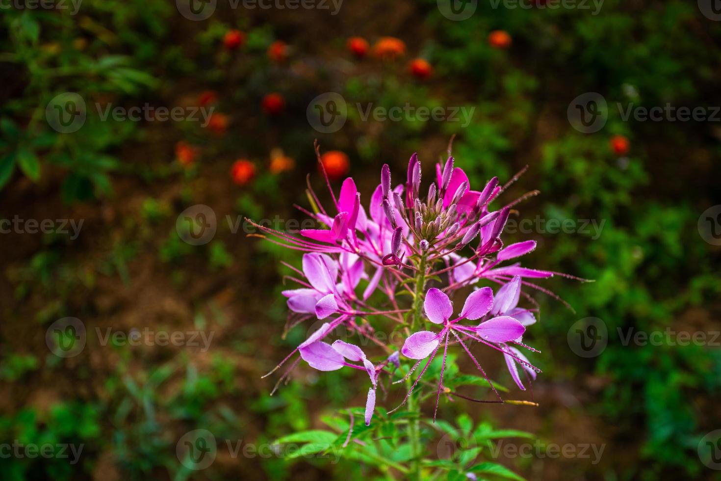 cleome hassleriana, comunemente nota come fiore di ragno, pianta di ragno, regina rosa o baffi del nonno, originaria del sud america foto
