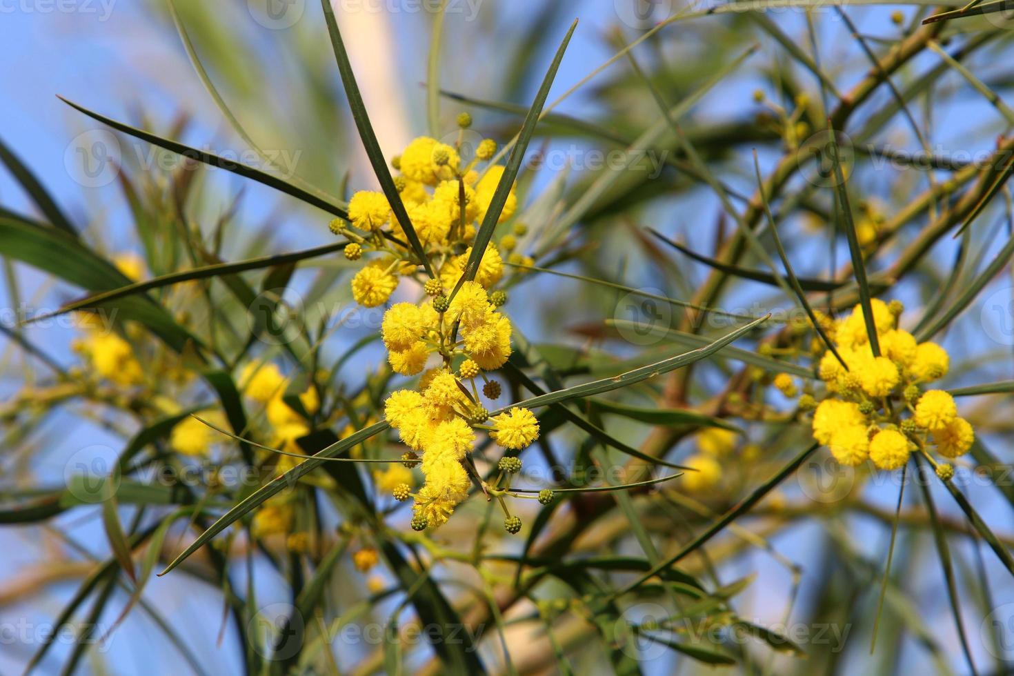 l'albero di mimosa fiorisce nel parco cittadino foto