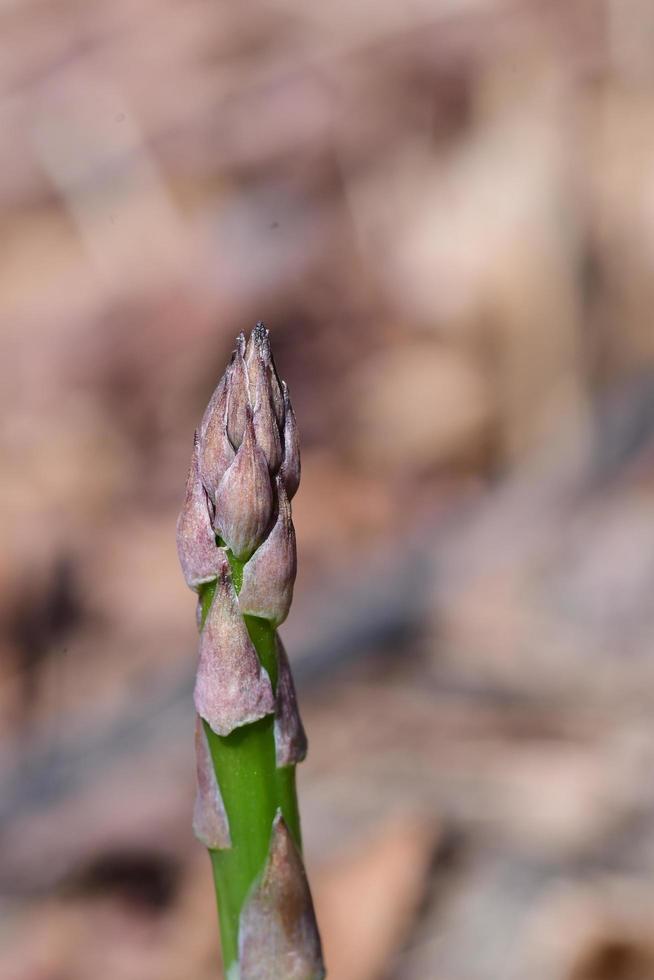 macro di un gambo di asparagi foto