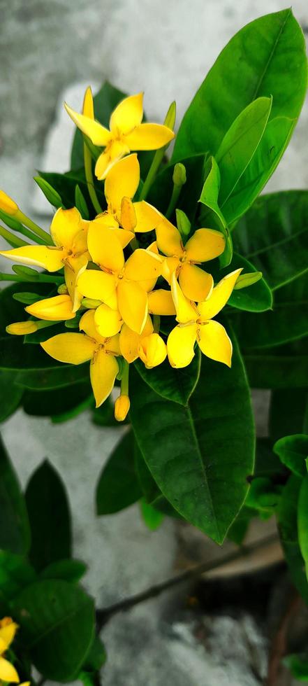 fiore di geranio della giungla di ixora foto