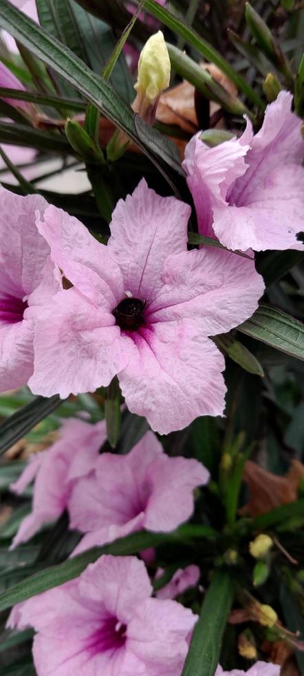 fiore di petunia messicano foto