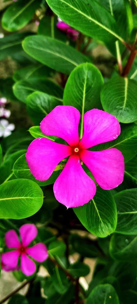 fiore pervinca del madagascar foto