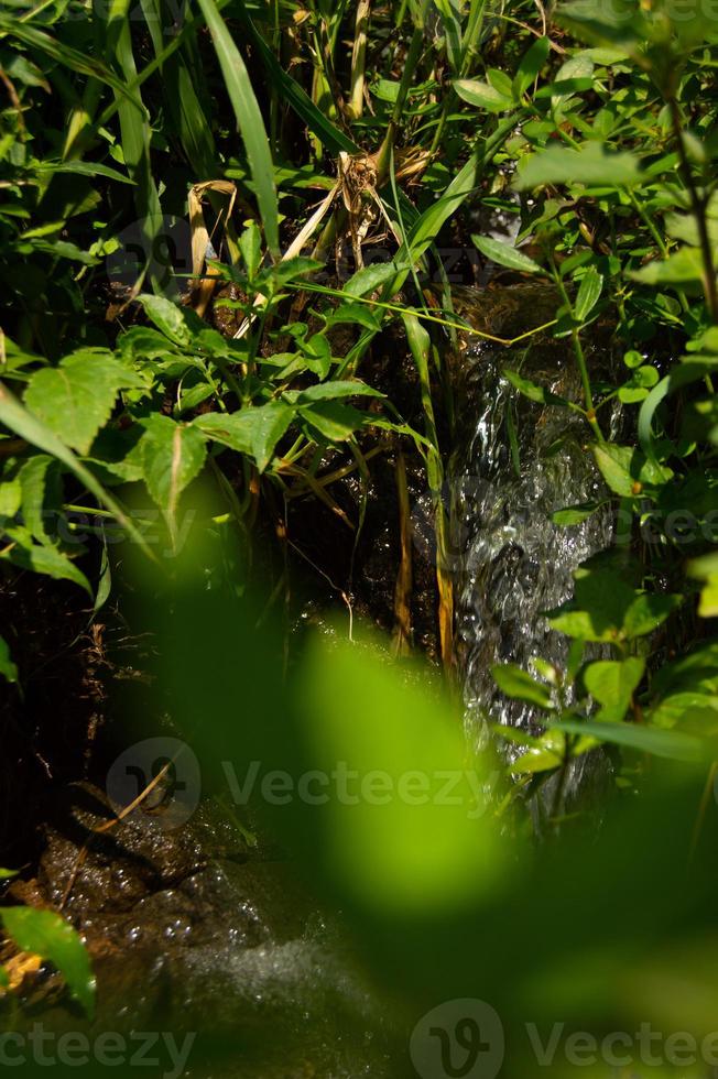 fuoco selettivo di acqua pulita da una sorgente che sgorga dalla cima delle montagne circondata da piante verdi intorno ad essa foto