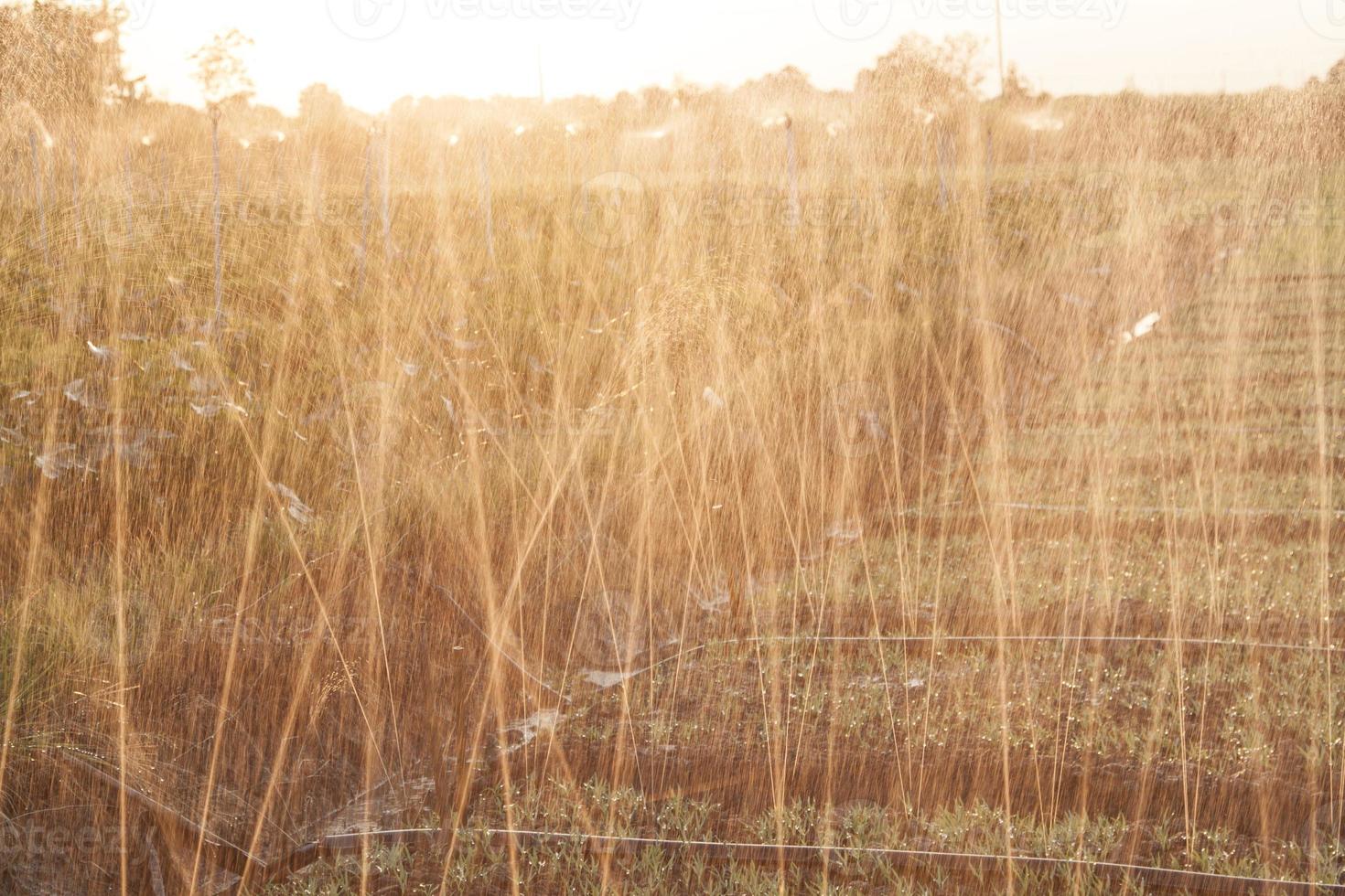 innaffiare le verdure con la primavera in un appezzamento di gloria mattutina di un contadino rurale nel caldo sole serale in inverno prima che il sole tramonti. foto