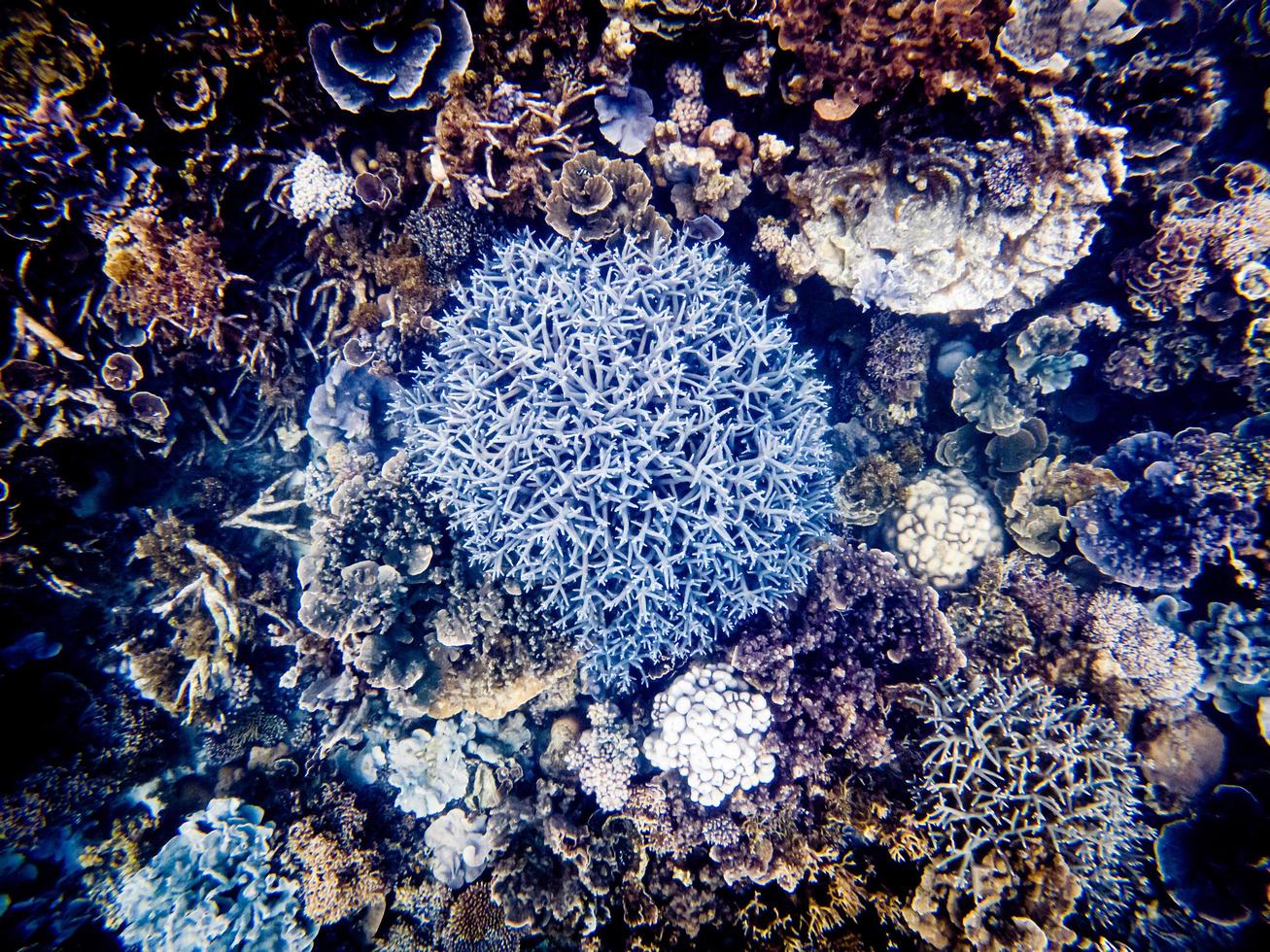 scatti di coralli subacquei sulla barriera corallina di ningaloo foto