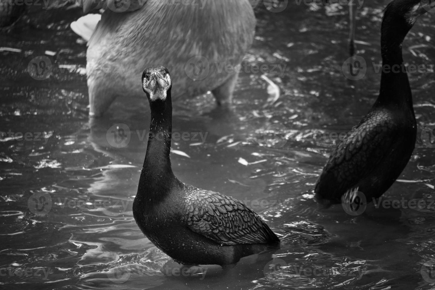 uccello cormorano in bianco e nero in primo piano. piumaggio dettagliato. predatore foto