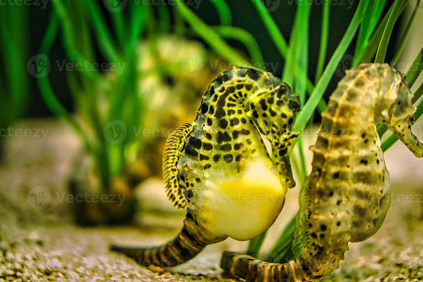 cavallucci marini in erba marina. piccoli animali acquatici in primo piano. interessante da osservare foto