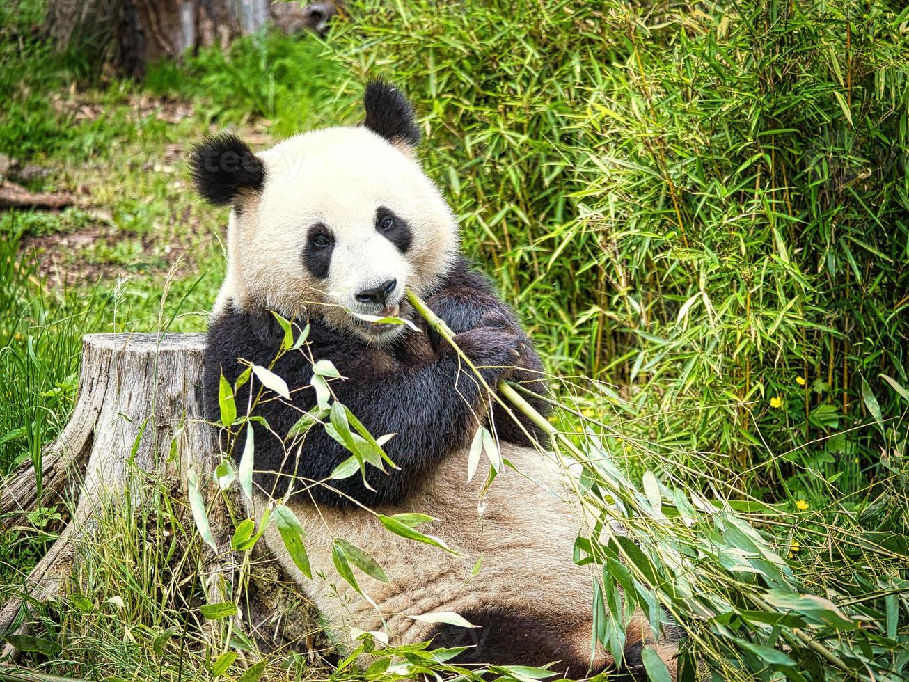 grande panda seduto a mangiare bambù. specie in pericolo. mammifero in bianco e nero foto