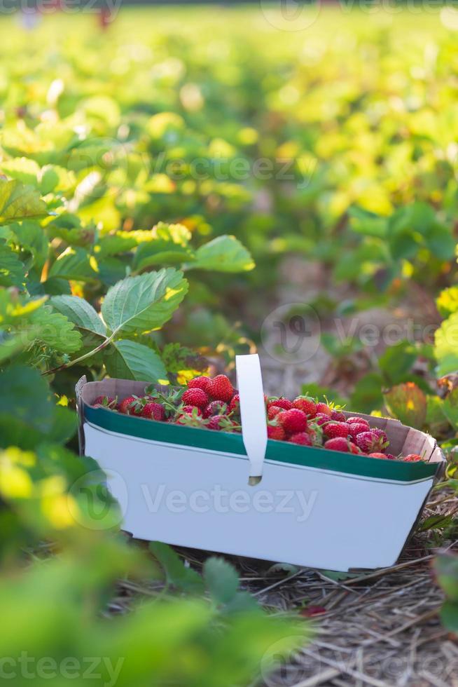 cesto di fragole appena raccolte durante la stagione di raccolta delle bacche nelle zone rurali dell'ontario, canada foto