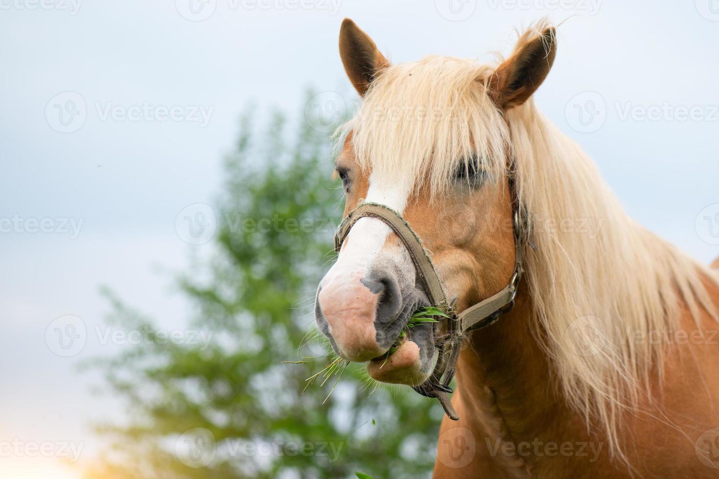 il cavallo ruminante mangia l'erba foto