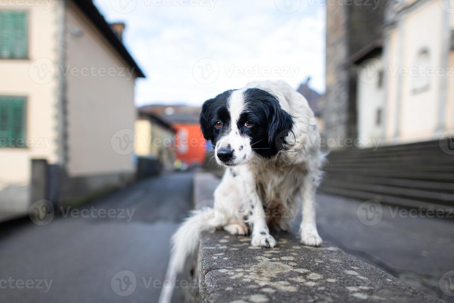 un cane abbandonato in piedi su un muro in una città foto