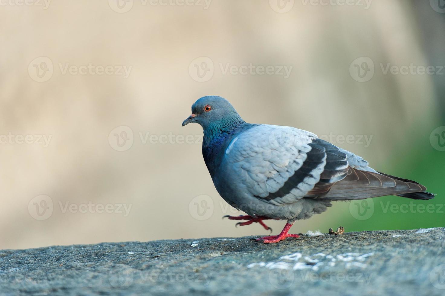 piccione sul muro foto