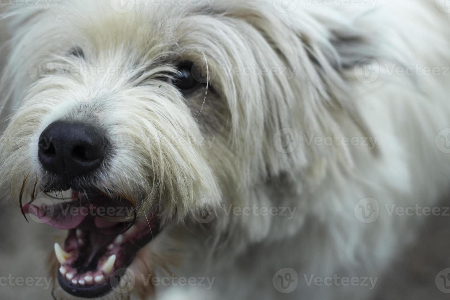 cane randagio per strada. animale domestico in città. foto