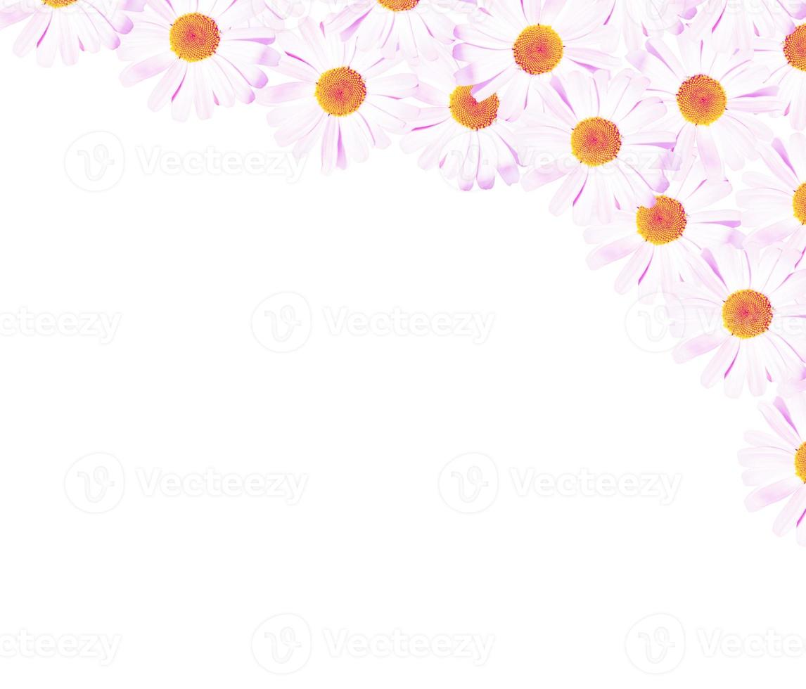 margherite fiore estivo isolato su sfondo bianco. foto