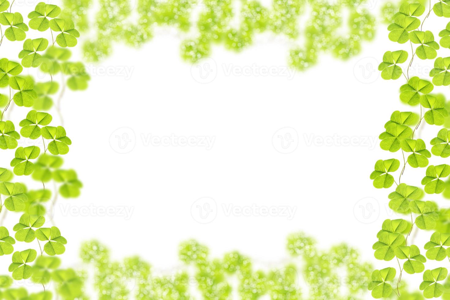 foglie di trifoglio verde isolate su sfondo bianco. festa di San Patrizio foto