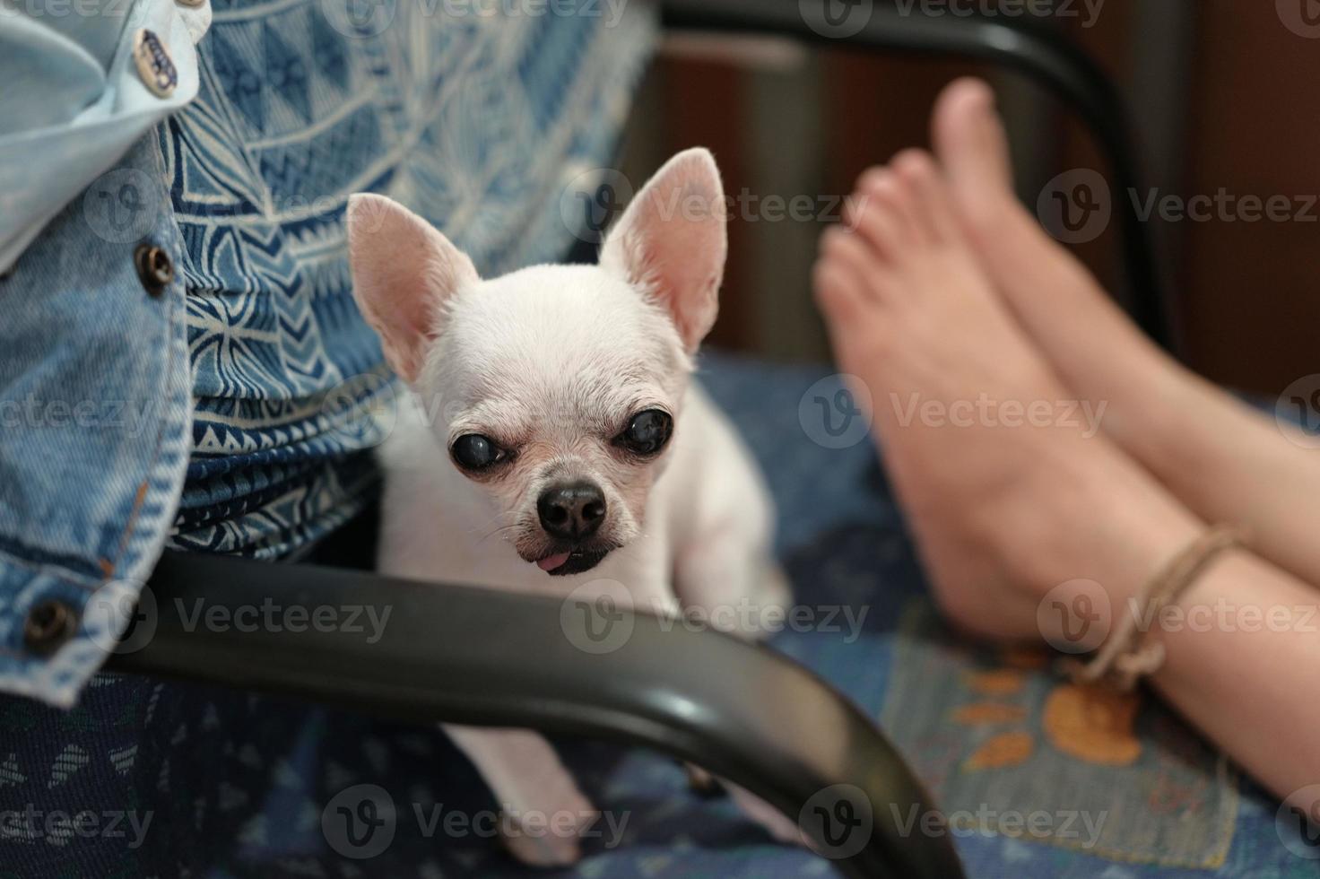 donna seduta con un cane chihuahua foto