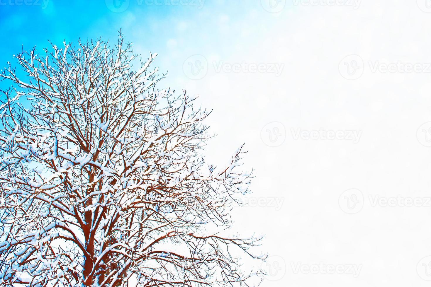 foresta invernale ghiacciata con alberi innevati. foto