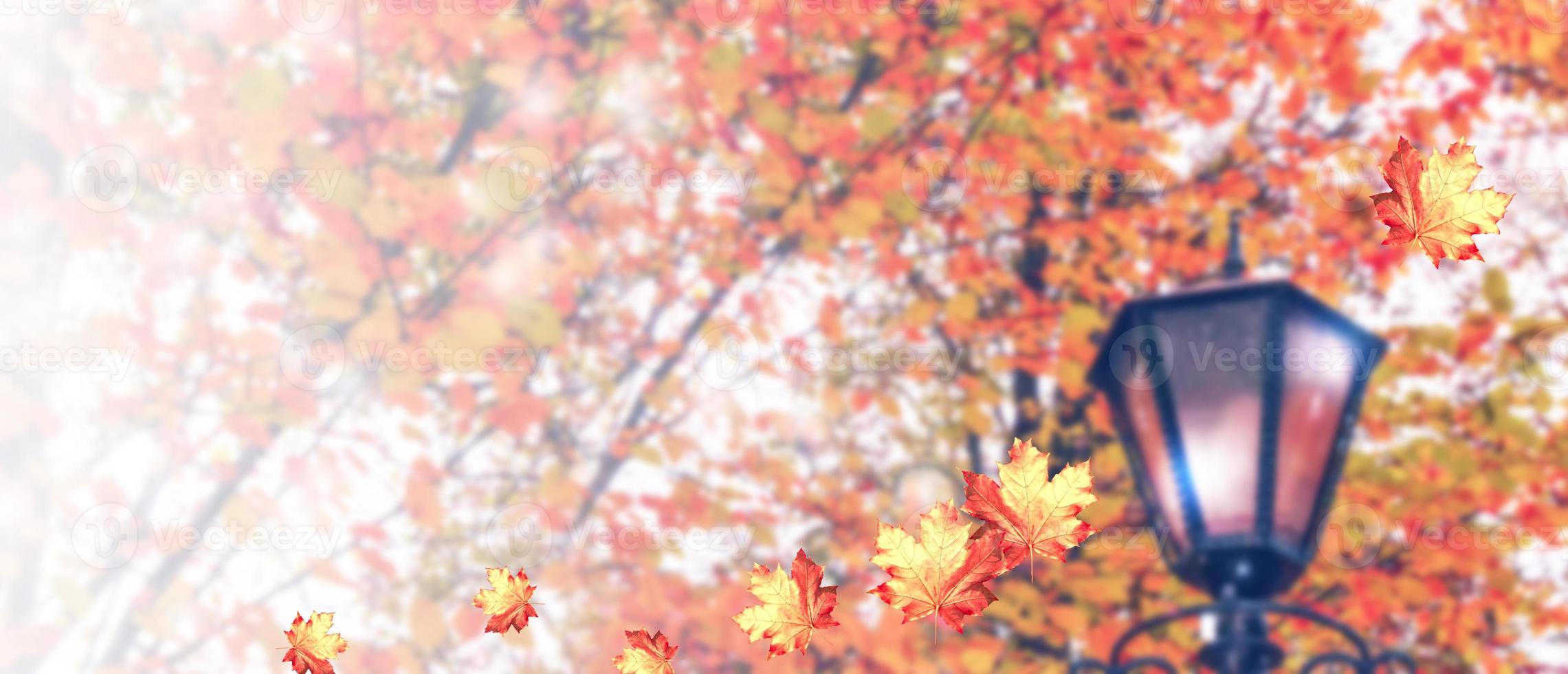 paesaggio autunnale. alberi con foglie colorate luminose foto