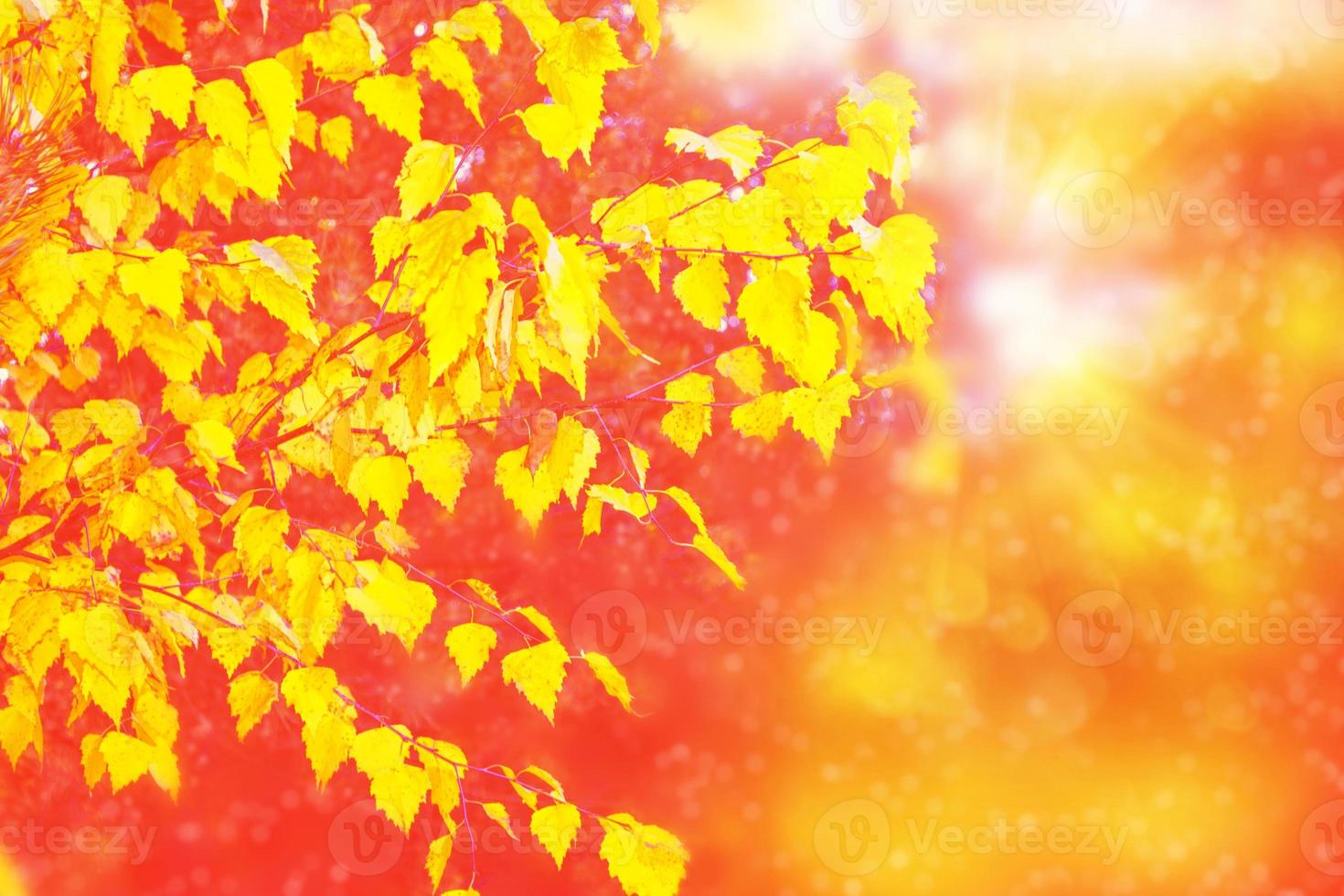 paesaggio autunnale con fogliame colorato brillante. estate indiana. foto