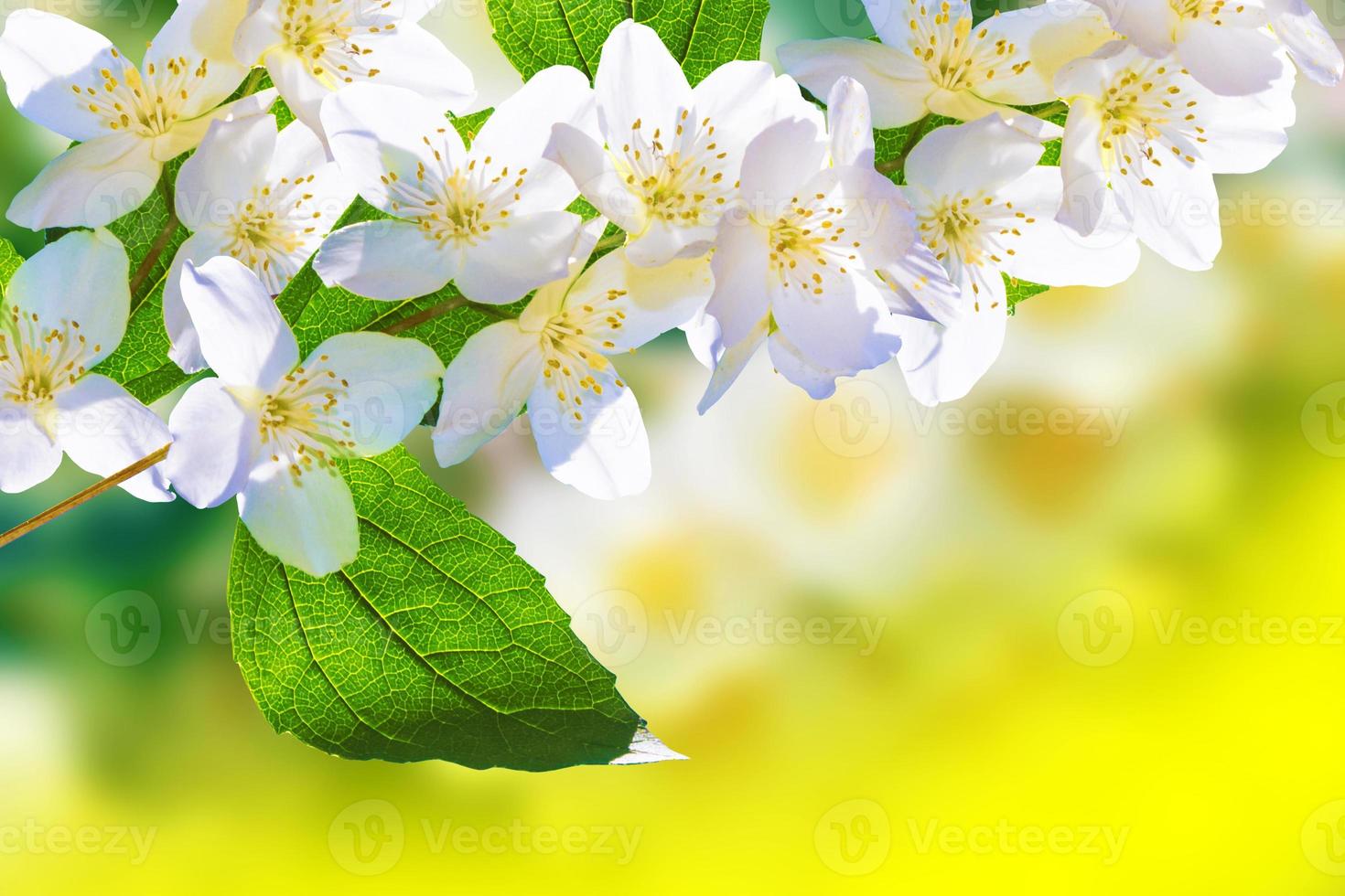 gelsomino bianco il ramo fiori primaverili delicati foto