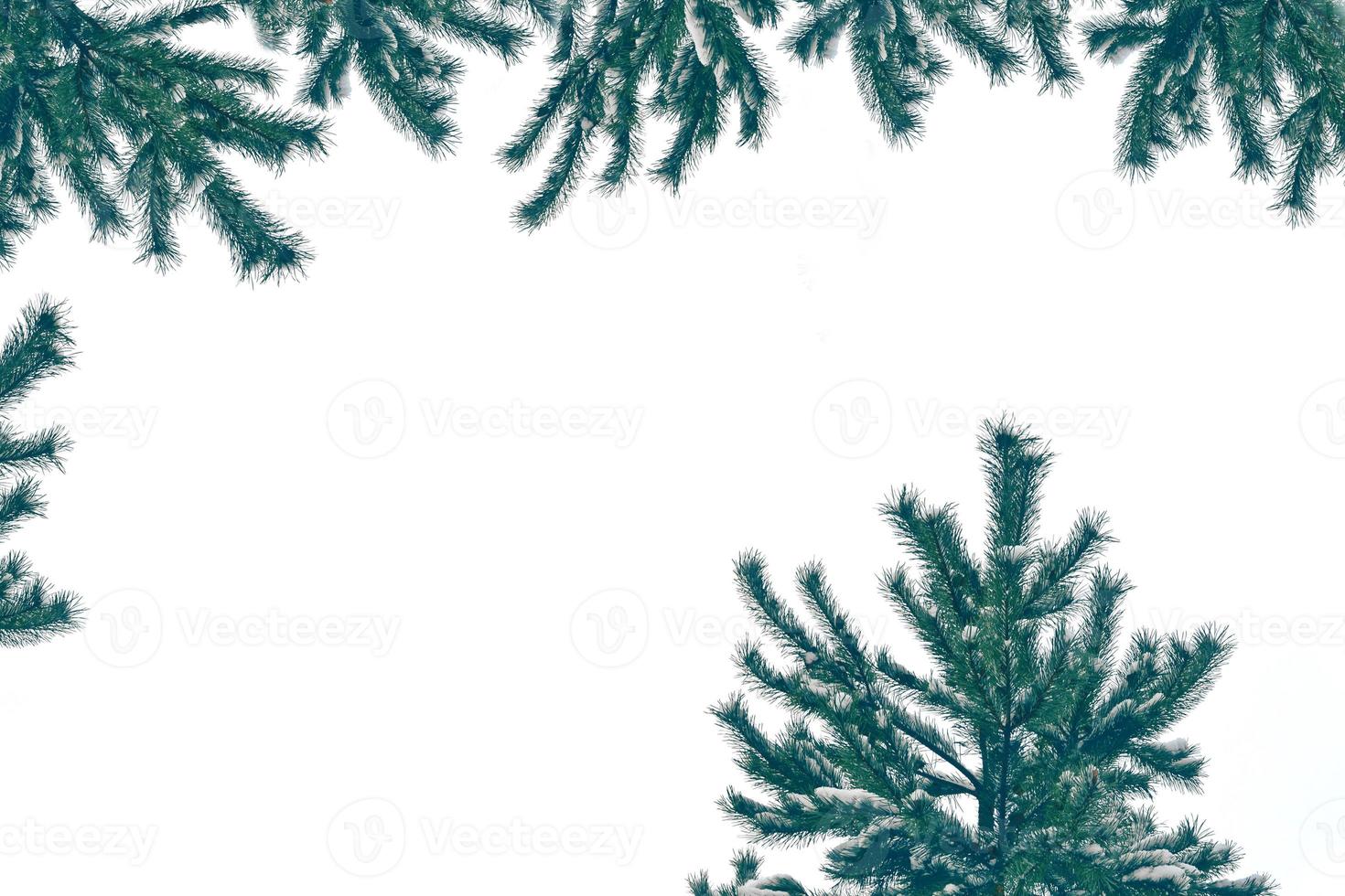 albero di natale nella neve isolato su uno sfondo bianco. biglietto d'auguri. foto