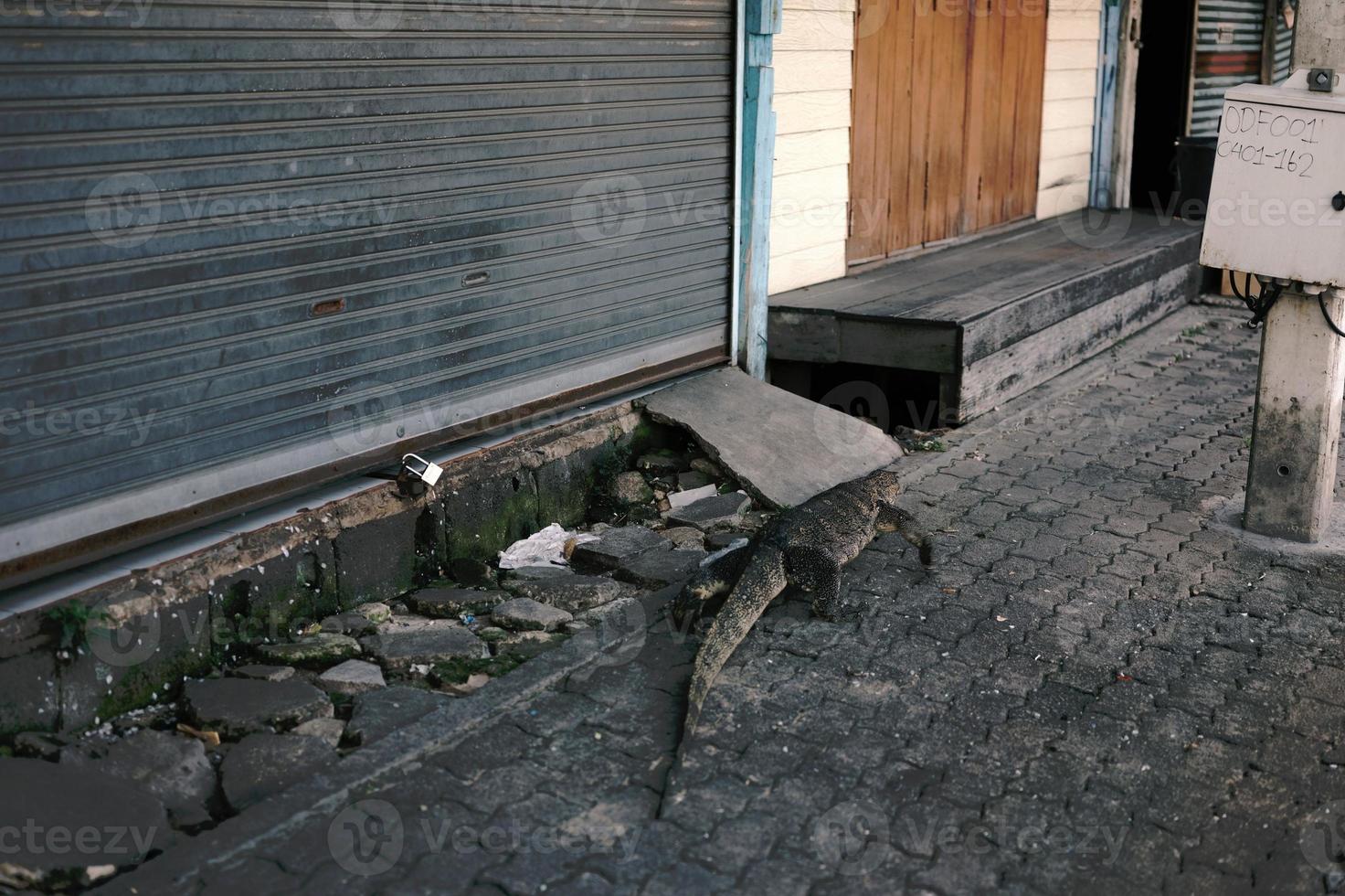 grande varanus salvator emergono dalla fognatura sanitaria a bordo strada in ambito urbano. foto