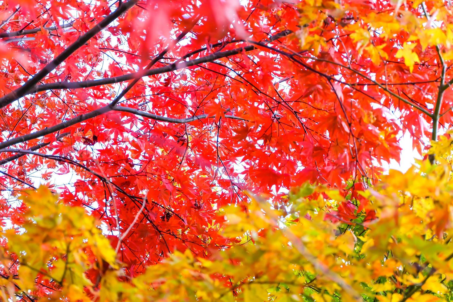 foglie d'acero colorate sullo sfondo della natura autunnale, messa a fuoco selettiva foto