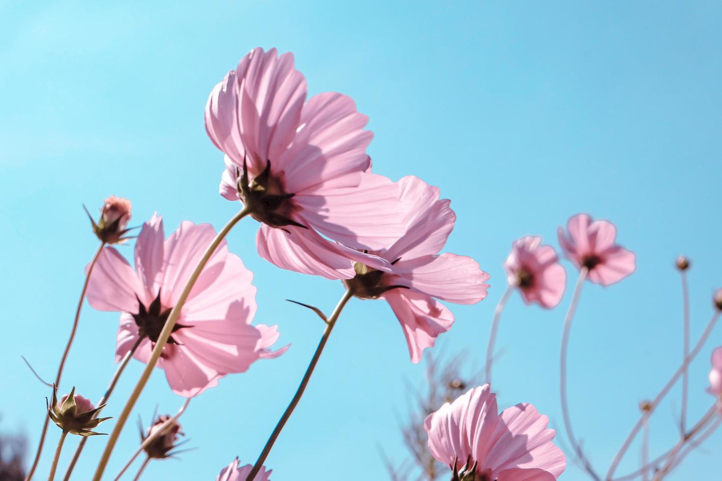 vista ad angolo basso di piante da fiore rosa pastello contro il cielo blu, messa a fuoco selettiva foto