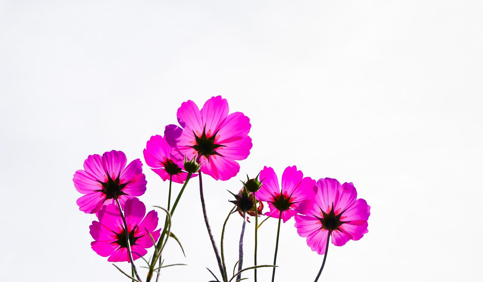 fiore rosa cosmo bella fioritura isolato su sfondo bianco, copia spazio foto